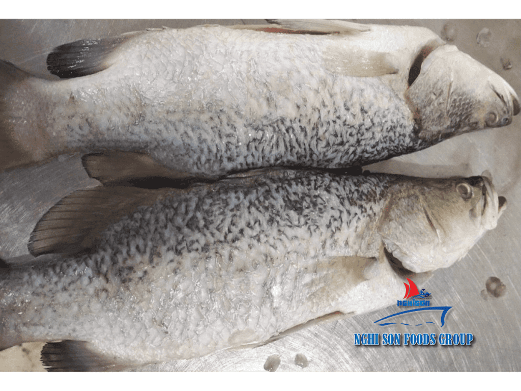 Frozen Barramundi / Seabass Nghi Son Foods Group