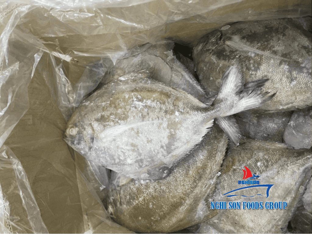 Frozen Black Pomfret Nghi Son Foods Group 3