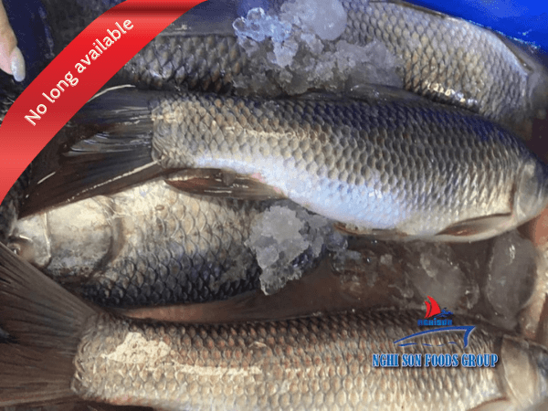 threadfin bream nemipterus virgatus nghi son foods group 10082024