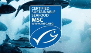 what is MSC certificate