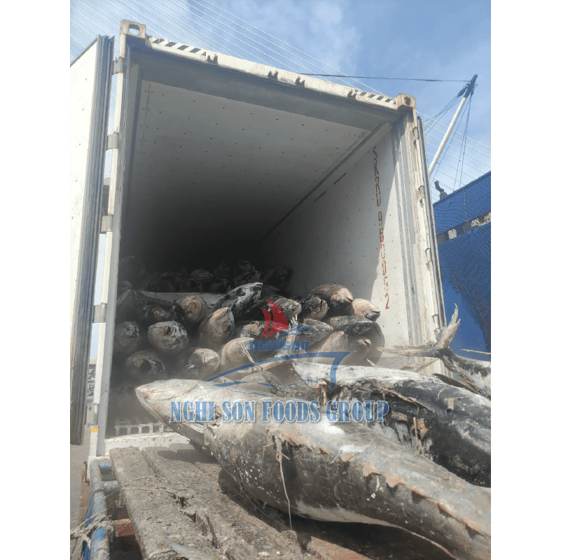 11-container-load-yellowfin-tuna-nghi-son-foods-group-and-hai-trieu-food